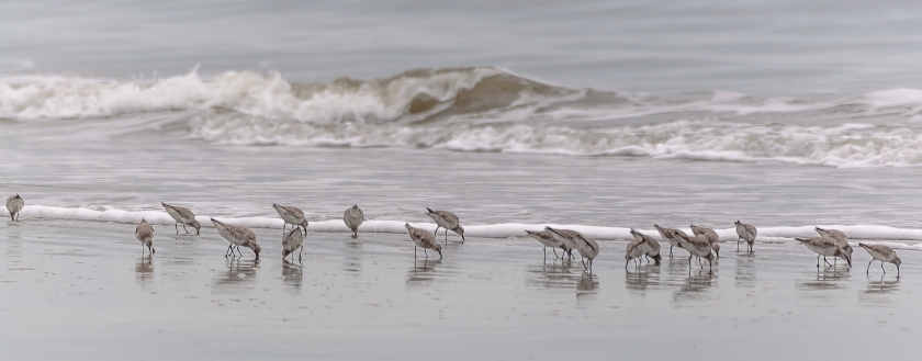 Shore birds of Seabrook Island - Charles J Moore