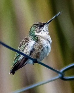 Hummingbirds-4 CMoore