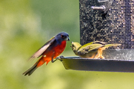 Female Painted bunting protecting her spot at the feeder - C Moore
