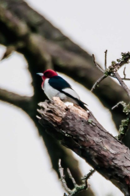Red-headed Woodpecker - C Moore