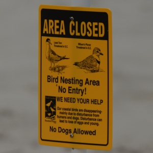 New signs posted on North Beach protecting nesting areas of Least Terns and Wilson's Plovers.