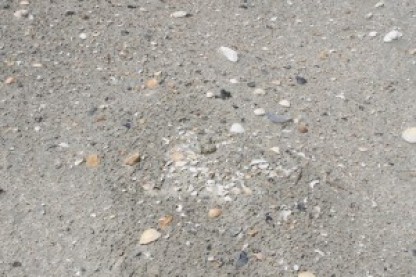 Wilson's Plover eggs camouflaged in the beach sand.