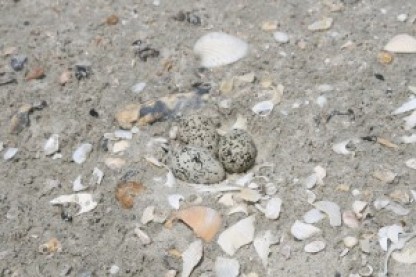 A closer look at the Wilson's Plover eggs.