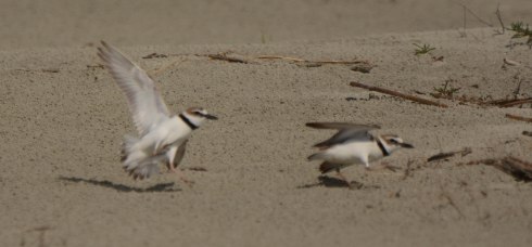 Wilson's Plovers in a mating "scuffle" on North Beach - Ed Konrad