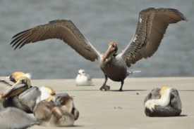 Brown Pelican coming in for a landing - Ed Konrad