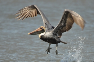Brown Pelican taking off from the ocean - Ed Konrad