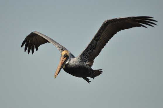 Brown Pelican flying - Ed Konrad