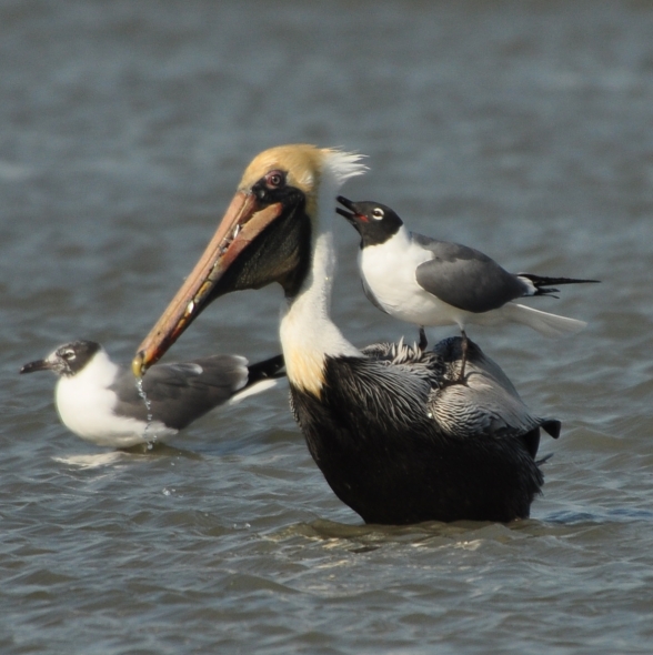 Brown Pelican eating - Ed Konrad