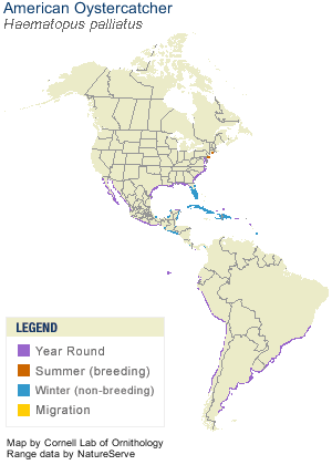 Range map of American Oystercatcher