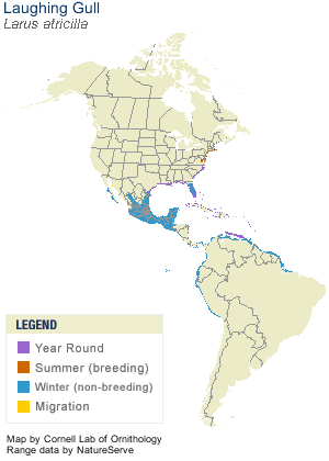 Range map of the Laughing Gull