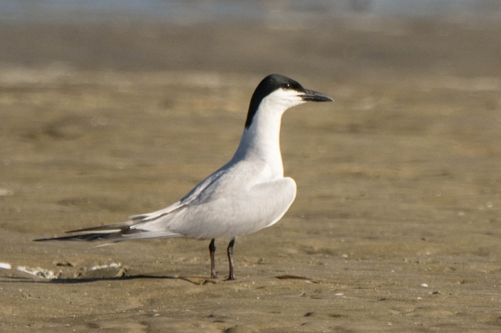 Gull-billed Tern on North Beach - Ed Konrad