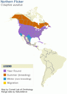 Range map for Northern Flicker - Cornell Lab of Ornithology