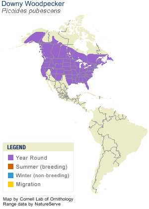 Range map for Downy Woodpecker - Cornell Lab of Ornithology