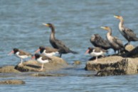 Double-crested Cormorants and American Oystercatchers - E Konrad