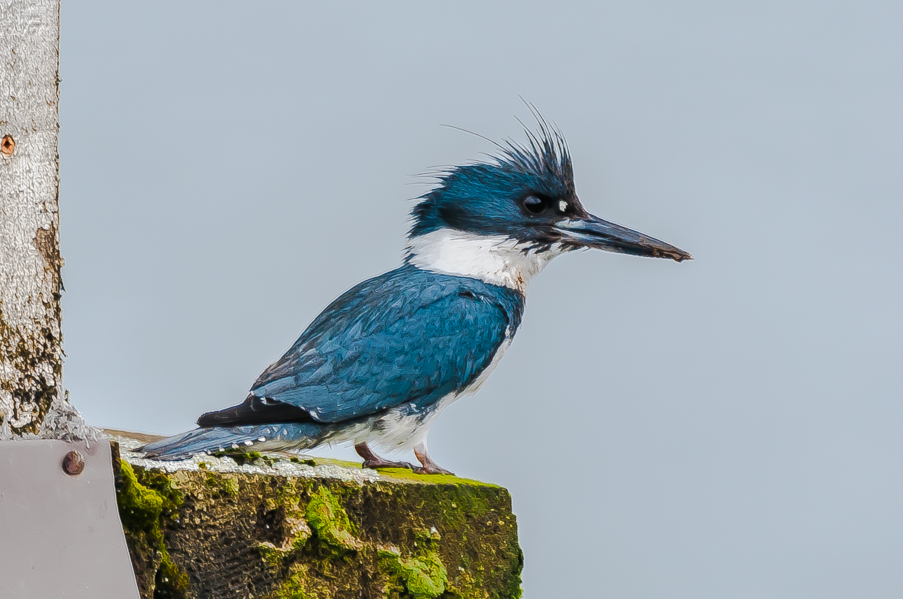 Tulalip Bay's belted kingfishers are kings of the waterfront