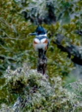 Female Belted Kingfisher - C Moore