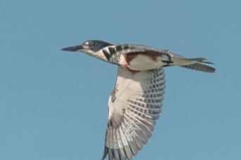 Female Belted Kingfisher - C Moore