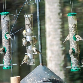 American Goldfinches on tube feeders in their winter plumage - C Moore