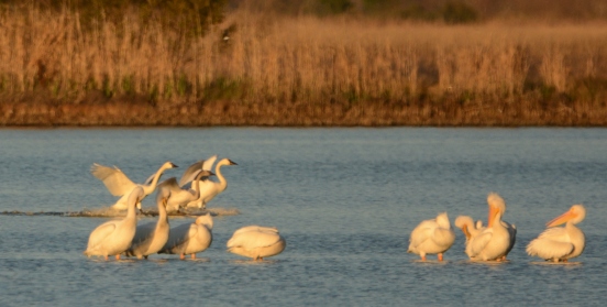 White Pelicans and Tundra Swans - Ed Konrad