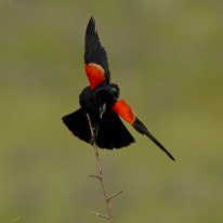 Red-winged Blackbird - Ed Konrad