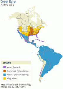 Range map of Great Egret - Cornell Lab of Ornithology