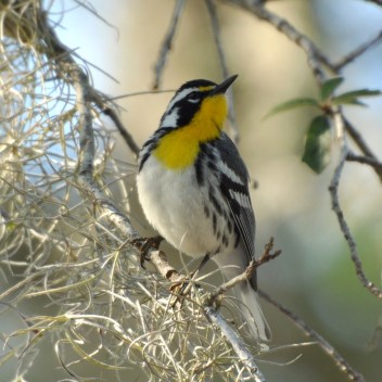 Yellow-throated Warbler - Ed Konrad