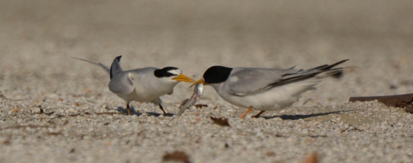 Least Tern, North Beach, courting behavior - Ed Konrad
