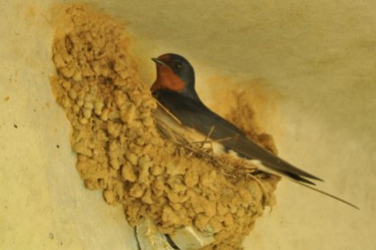 Barn Swallow nest - Ed Konrad