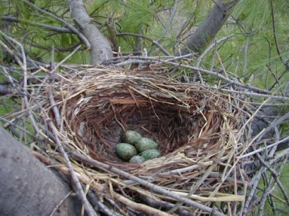 Crow nest and eggs - Kevin McGowan