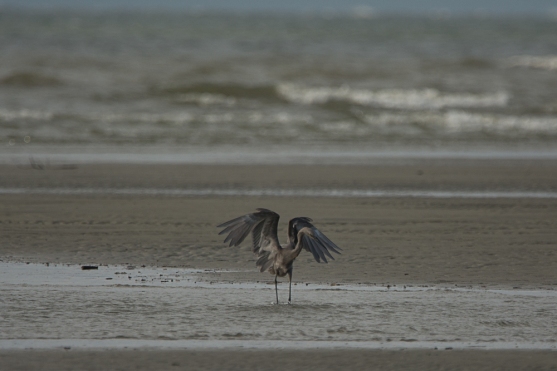 Reddish Egret, far end North Beach, low tide - Ed Konrad