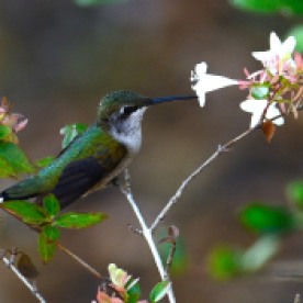 Ruby-throated Hummingbird - Taken at Charles Moore's home by Dean Morr