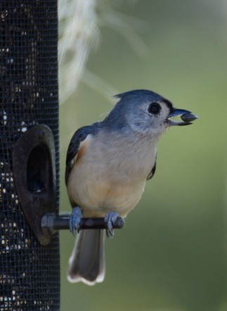 Tufted Titmouse - Taken at Charles Moore's home by Dean Morr