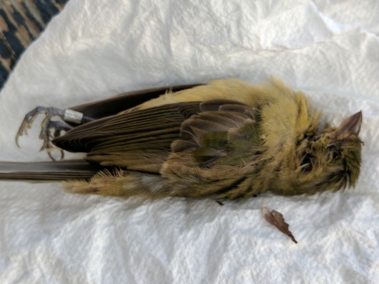 Deceased bird with leg bands found on Seabrook Island by the Sidebottom Family.