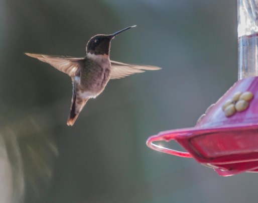 CBC Backyard - Ruby-throated Hummingbird - Charles Moore