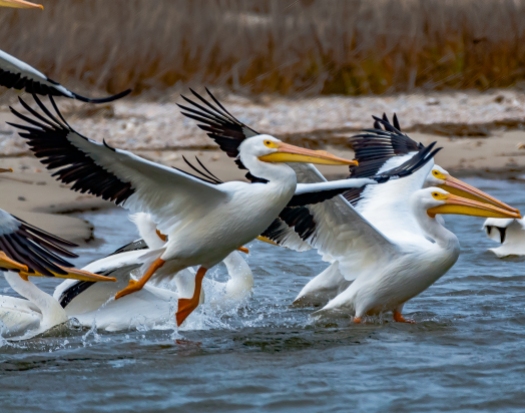 American White Pelicans at Cape Romain NWR - C Moore
