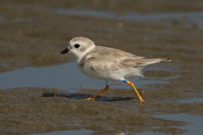 Banded Piping Plover #1, spotted Aug 2017 - Ed Konrad