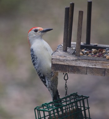 Red-bellied Woodpecker - Dean Morr