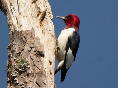 Santee Coastal Reserve - Red-headed Woodpecker - Ed Konrad