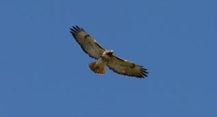 Red-tailed Hawk - Marie Wardell