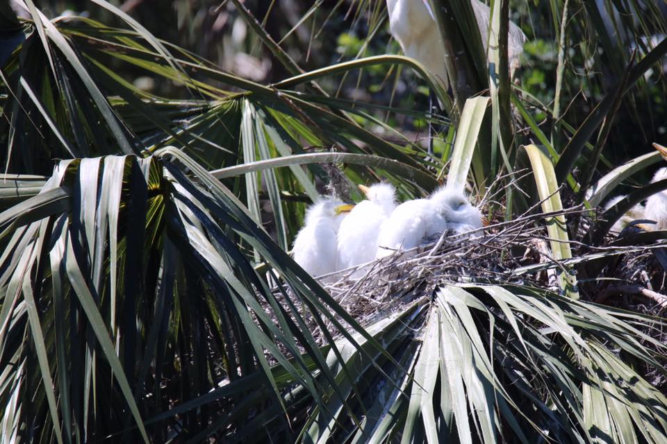 Baby Egrets Napping - Jackie Brooks